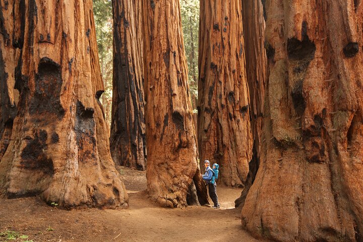 Sequoia Nationaal Park Tour vanuit Wuksachi Lodge