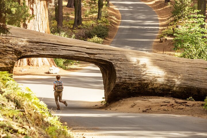 Sequoia Nationaal Park Tour vanuit Wuksachi Lodge