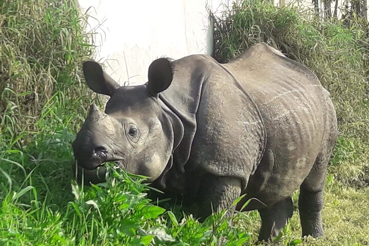 Visita guiada a pie de 5 días y 4 noches en el Parque Nacional de Chitwan