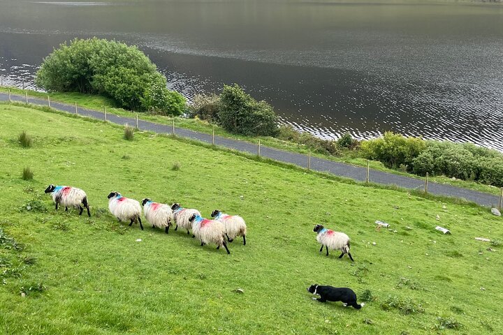 Kleine Gruppe Kylemore Abbey, Sheepdog Demo & Connemara Tour
