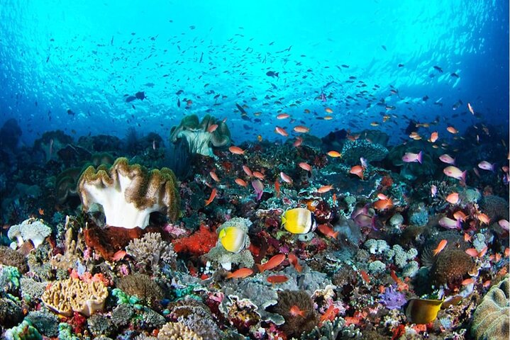 Nusa Penida Island West Snorkeling avec des raies mantas