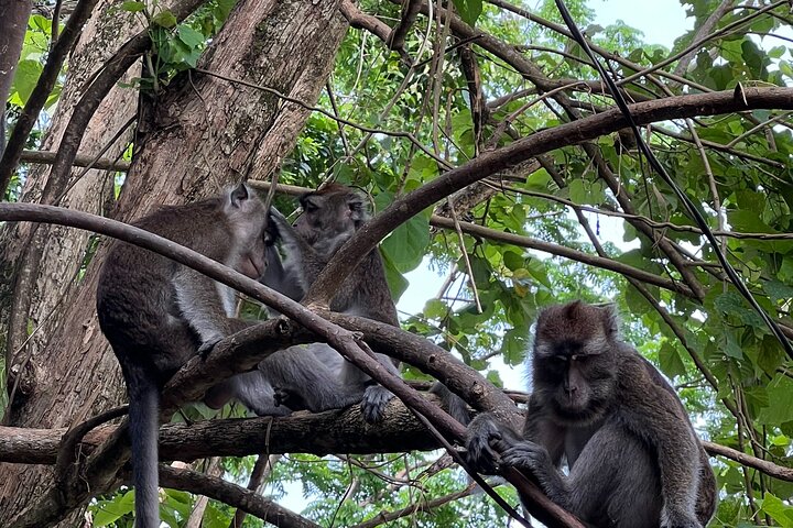 Dumaguete Tours in Inglese | Tour privati e flessibili di un'intera giornata