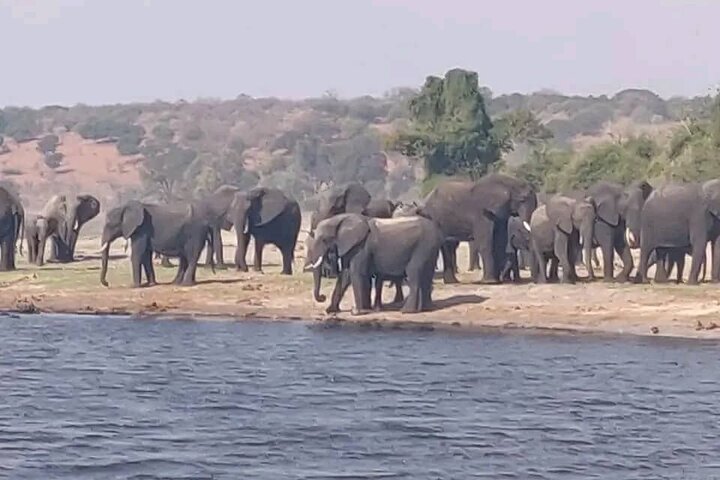 Full Day Private Tour in Chobe