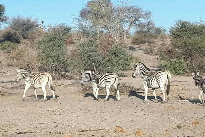 Full Day Private Tour in Chobe
