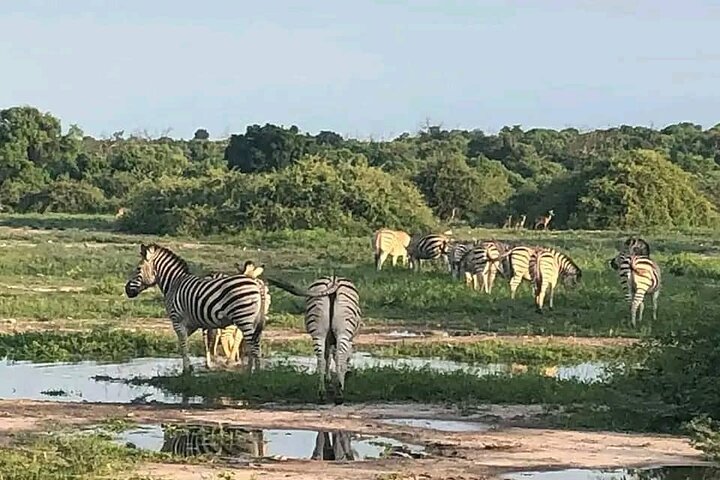 Full Day Private Tour in Chobe