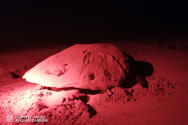 Sea Turtle Nesting Observation on Sal Island
