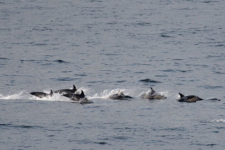 Cruise naar Fort William Seal Island