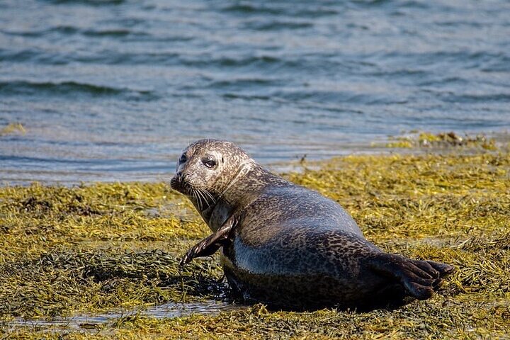 Cruise naar Fort William Seal Island