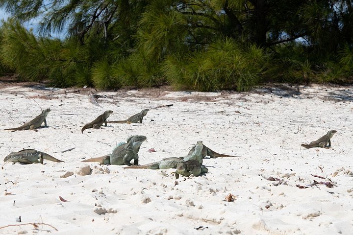 Ochtendcruise van een halve dag vanuit Providenciales met snorkelen en Iguana Island