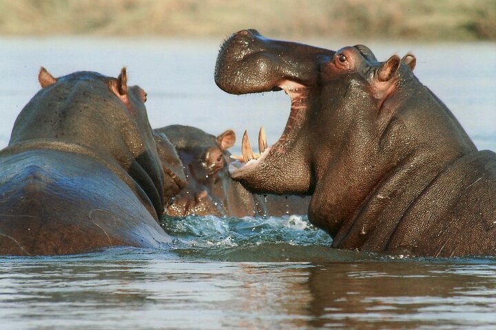 Fantastisk Safari på Game Reserve i Kapstaden - se Big5
