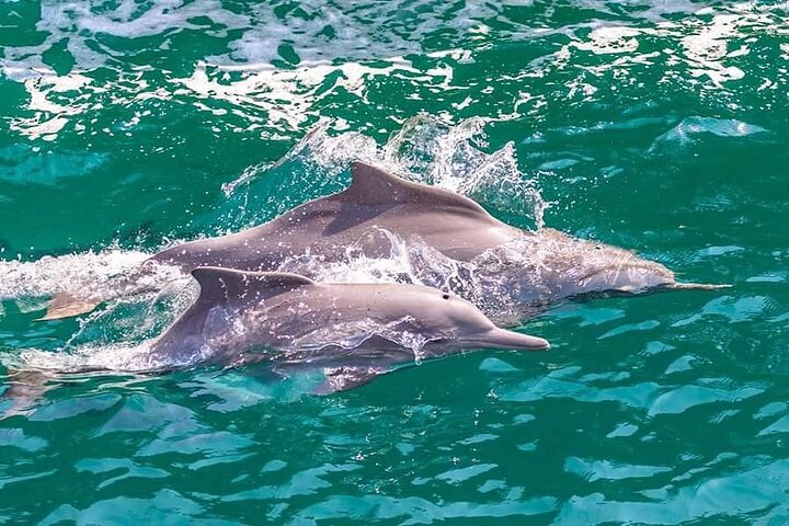 Crucero en dhow de día completo por Khasab Musandam con almuerzo y snorkel
