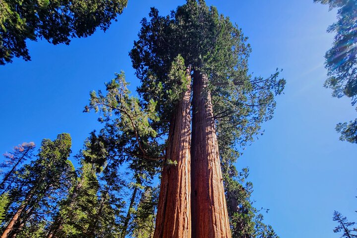 Giant Sequoia privat rundtur