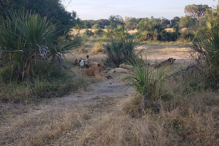 1 Nacht Exklusives rustikales Luxus Safari Camp Nyerere Nationalpark