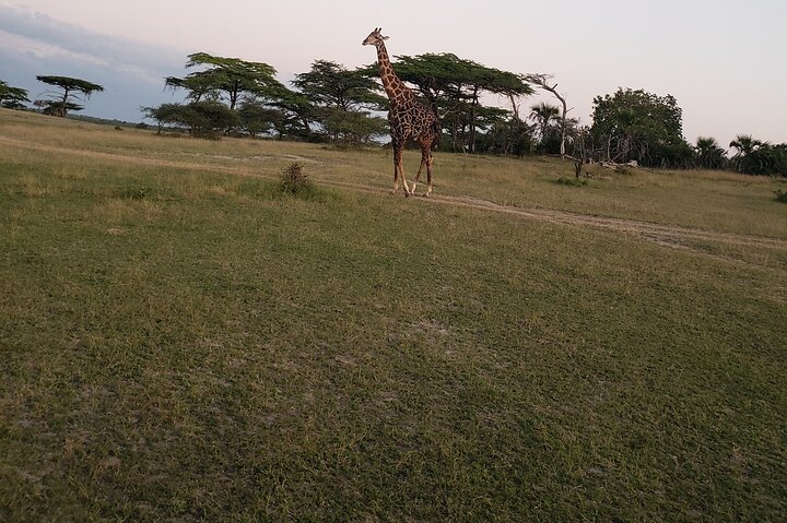 1 Nacht Exklusives rustikales Luxus Safari Camp Nyerere Nationalpark