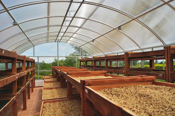Tour zur Kaffeefarm und zu den heißen Quellen von Santa Rosa ab Pereira oder Armenien