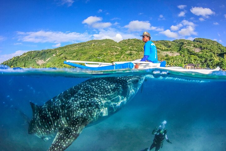 Cebu: Oslob Whale Sharks, Tumalog Falls & Moalboal Sardine Run