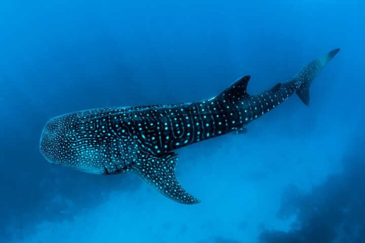 Cebu: Oslob Whale Sharks, Tumalog Falls & Moalboal Sardine Run