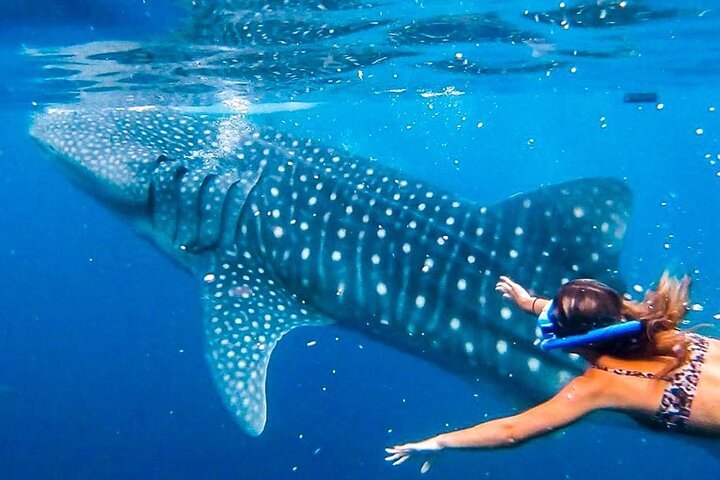 Cebu: Oslob Whale Sharks, Tumalog Falls & Moalboal Sardine Run