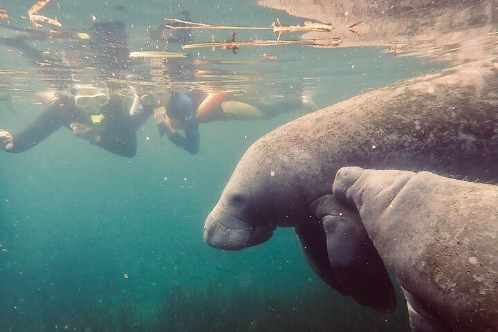 Tour de plongée avec tuba au lamantin depuis l'American Pro Diving Center