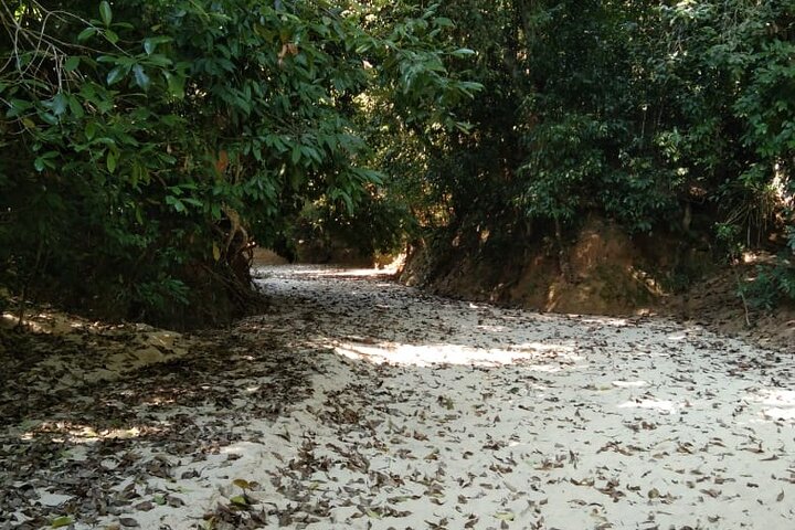 Recorrido por la naturaleza de Srimangal en el bosque y el jardín de té.