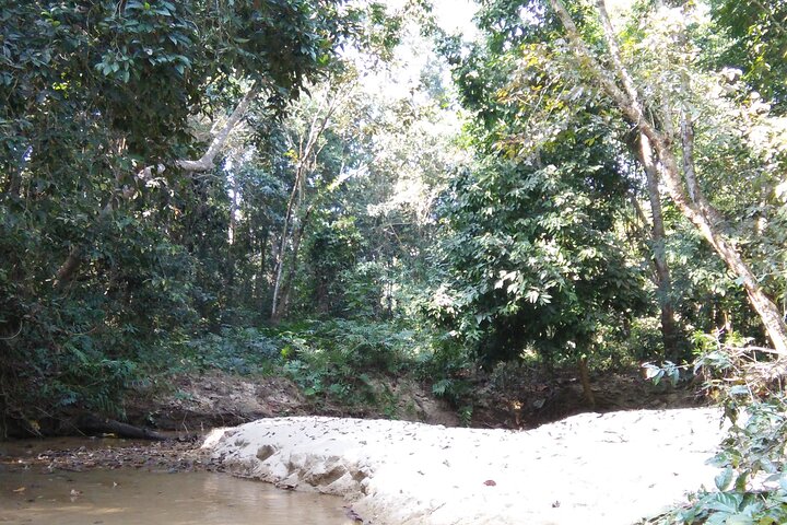 Recorrido por la naturaleza de Srimangal en el bosque y el jardín de té.