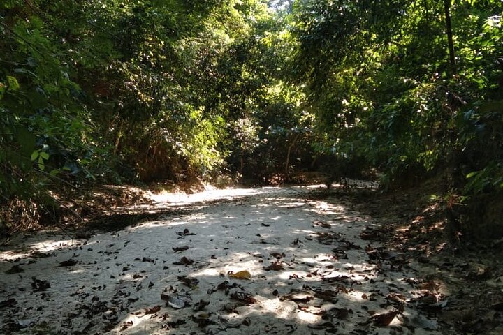 Recorrido por la naturaleza de Srimangal en el bosque y el jardín de té.
