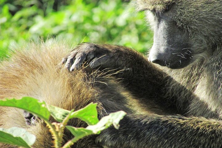 Safari di 2 giorni sulla Rift Valley per uccelli Naivasha Nakuru Baringo Bogoria