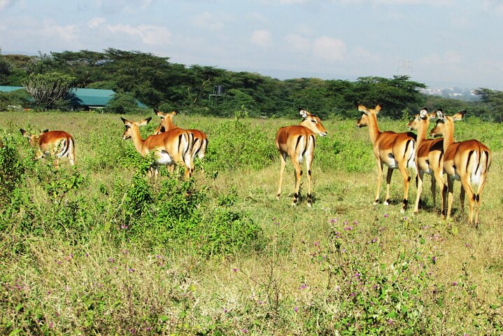 Safari di 2 giorni sulla Rift Valley per uccelli Naivasha Nakuru Baringo Bogoria