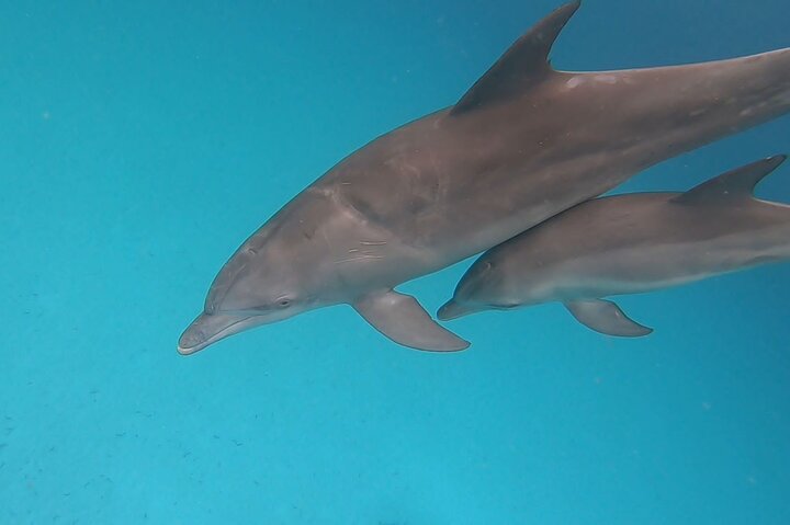 Dauphins de Mnemba, plongée avec tuba et Nungwi nager avec des tortues marines