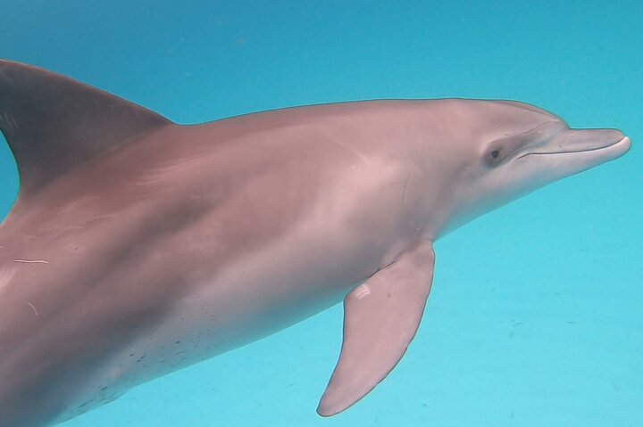Dauphins de Mnemba, plongée avec tuba et Nungwi nager avec des tortues marines