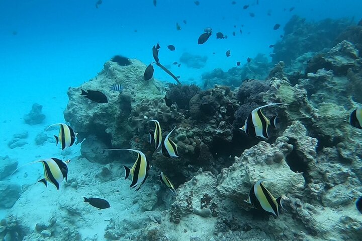 Dauphins de Mnemba, plongée avec tuba et Nungwi nager avec des tortues marines