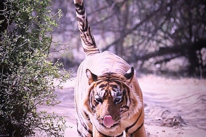 Ranthambore Wildlife Safari con biglietti e opzioni di trasferimento