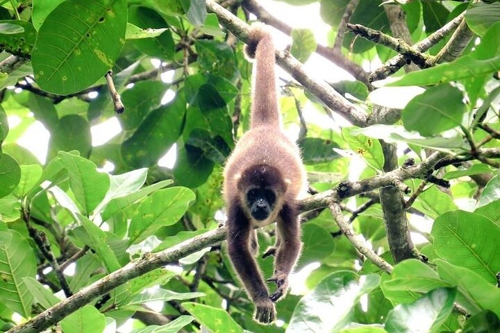 Rainforest Wildlife, Panama Hat-skapere, Tradisjonelt kjøkken. SHORE TOUR