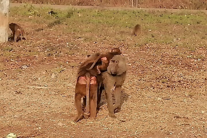 3 Dias Zaina Elephants Safari - Experiência de Lodge Eco de luxo