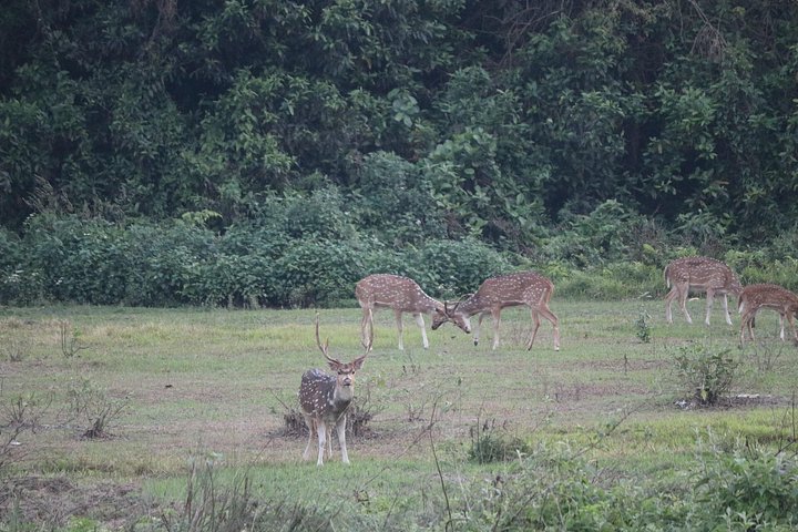 Tagessafari (Teilen) im Chitwan-Nationalpark