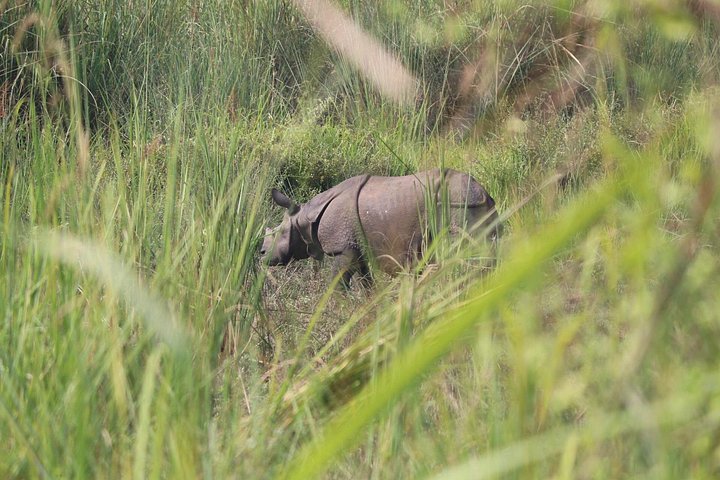 Tagessafari (Teilen) im Chitwan-Nationalpark