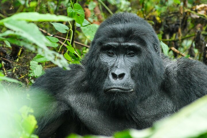 Jinja Private 5 dias de Safari Gorilla e Tubing Adventure Tour
