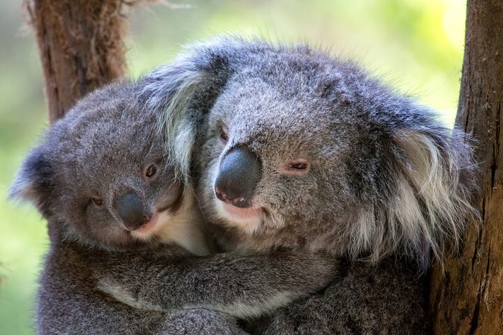 1 dags Puffing Billy Steam Train and Wildlife Tour fra Melbourne