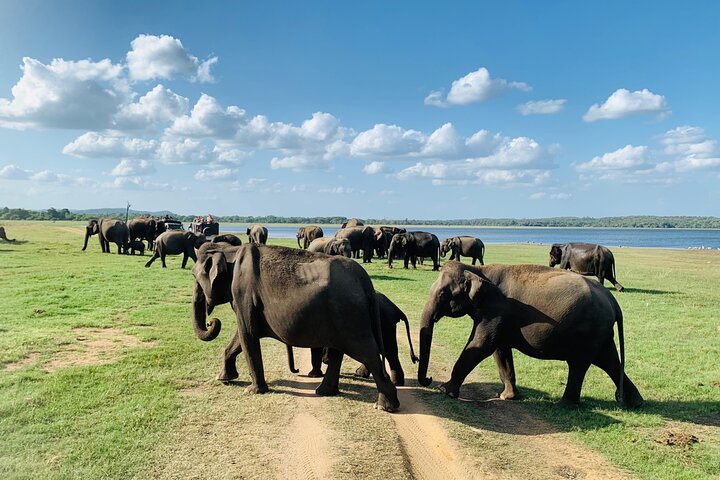 Privat jeep safari i Minneriya National Park for at besøge elefanter