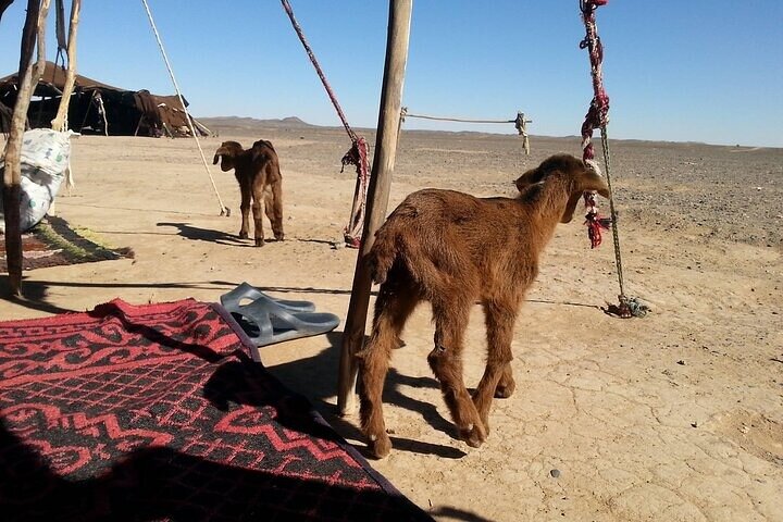 Besök The Nomads, Gnawa Music, Rally In Dunes, Berber Pizza