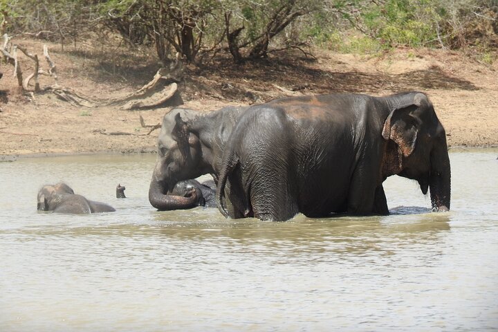 Safári de dia inteiro - Parque Nacional de Yala - 04: 30h às 18: 00h com - safári Janaka
