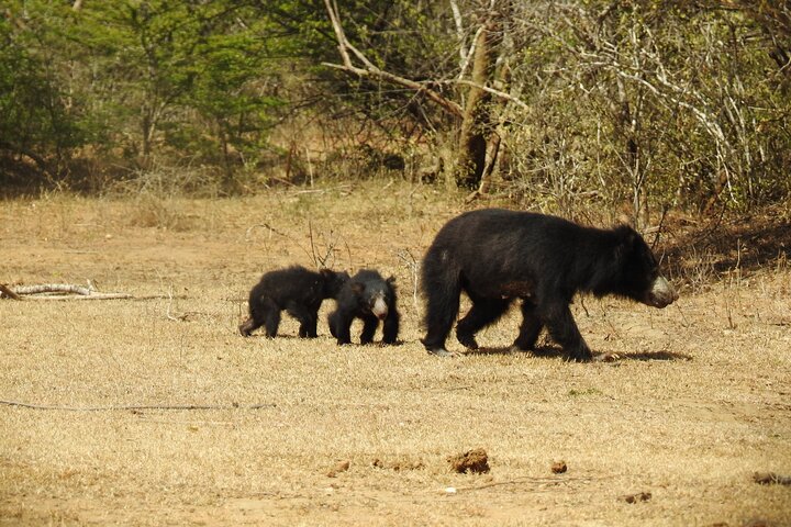 Safári de dia inteiro - Parque Nacional de Yala - 04: 30h às 18: 00h com - safári Janaka