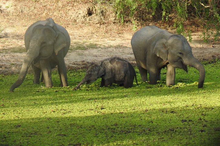 Safári de dia inteiro - Parque Nacional de Yala - 04: 30h às 18: 00h com - safári Janaka