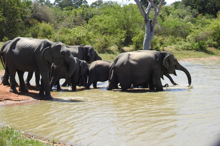Safári de dia inteiro - Parque Nacional de Yala - 04: 30h às 18: 00h com - safári Janaka