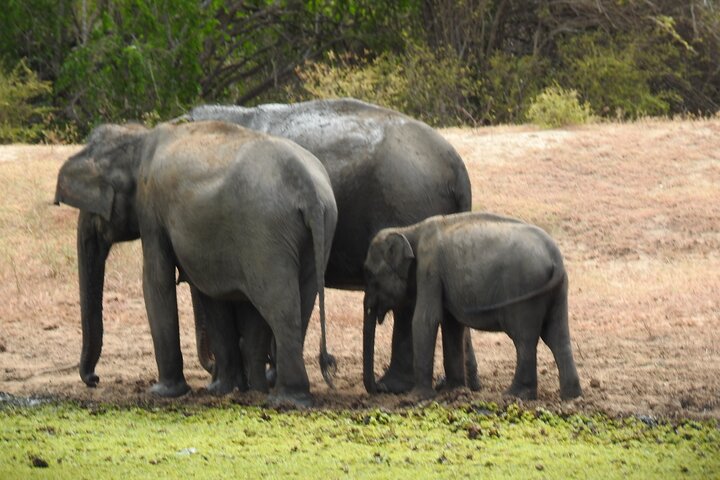 Safári de dia inteiro - Parque Nacional de Yala - 04: 30h às 18: 00h com - safári Janaka