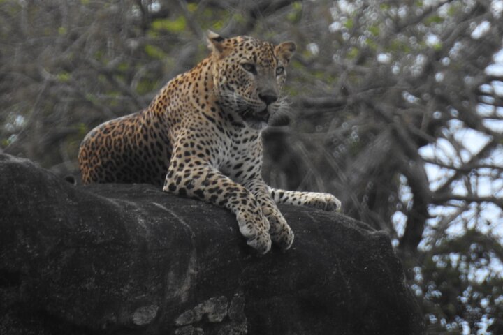 Safári de dia inteiro - Parque Nacional de Yala - 04: 30h às 18: 00h com - safári Janaka