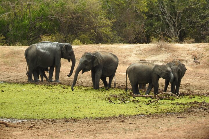 Safári de dia inteiro - Parque Nacional de Yala - 04: 30h às 18: 00h com - safári Janaka
