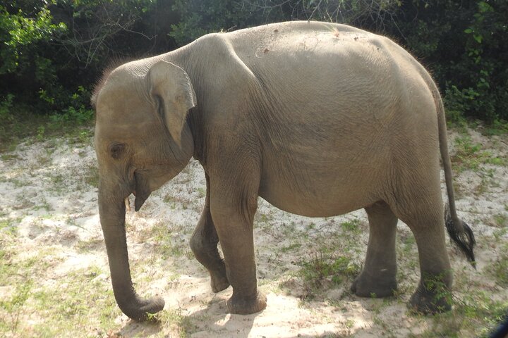 Safári de dia inteiro - Parque Nacional de Yala - 04: 30h às 18: 00h com - safári Janaka
