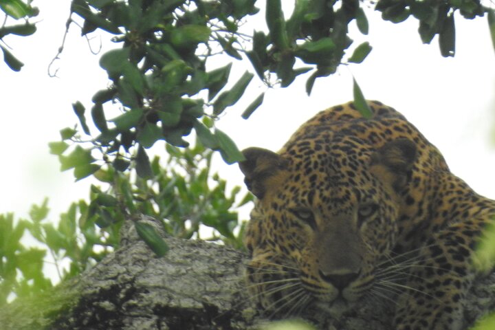 Safári de dia inteiro - Parque Nacional de Yala - 04: 30h às 18: 00h com - safári Janaka
