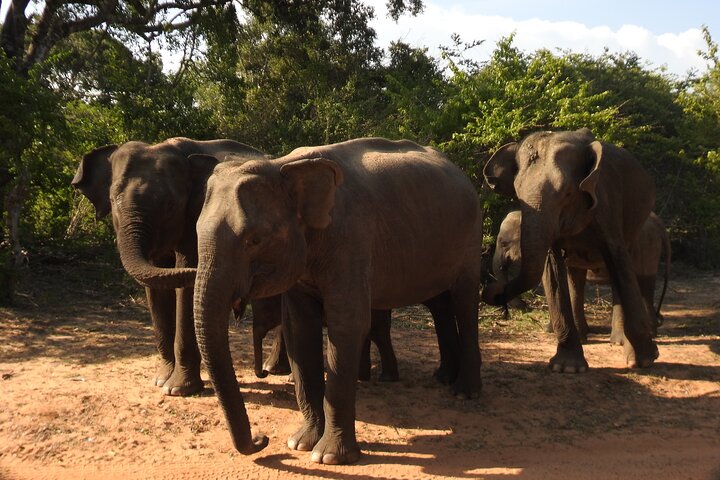 Safári de dia inteiro - Parque Nacional de Yala - 04: 30h às 18: 00h com - safári Janaka